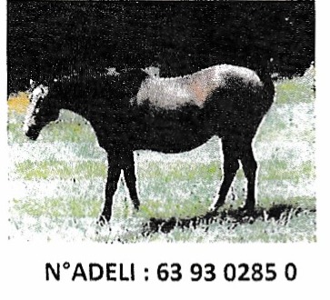 Psychologue clinicienne, spécialiste bébés, enfants et adolescents, en cabinet et thérapie équine,Clermont-Ferrand